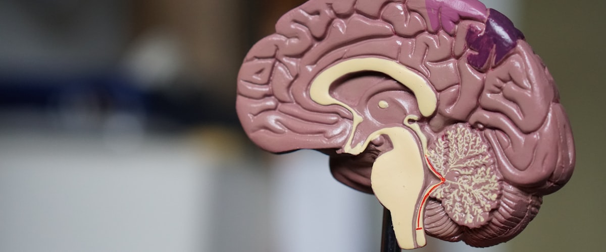 Brain and neurological aspects of sleep disorders including narcolepsy